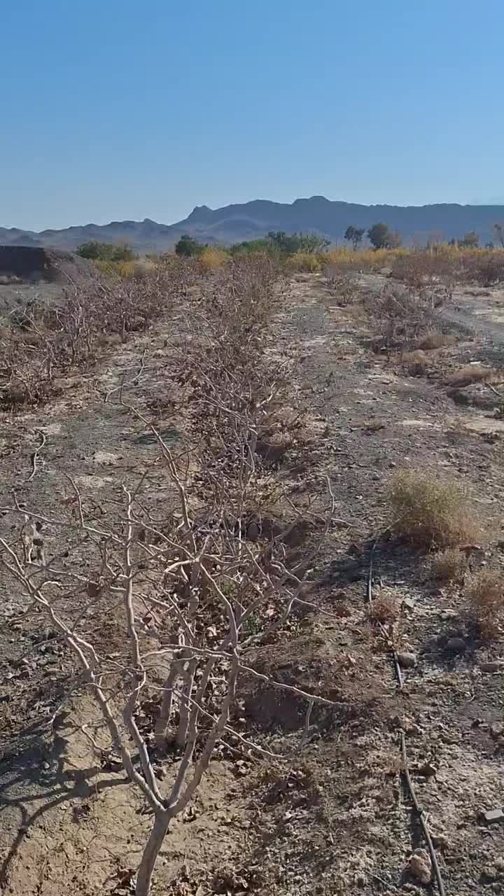 فروش زمین کشاورزی و دامداری  فروش زمین و باغ|فروش زمین و ملک کلنگی|مهاباد (اصفهان), |دیوار