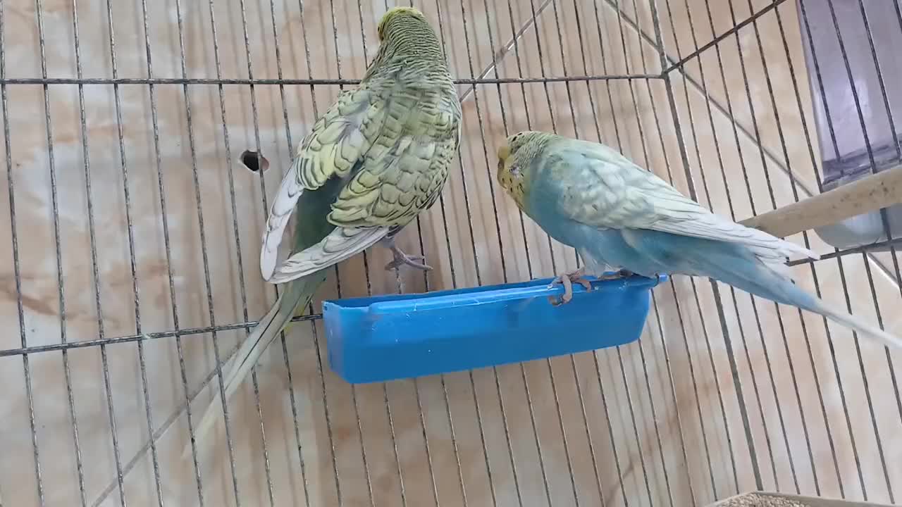 مرغ عشق انگلیسی|پرنده|قم, باغ شازده|دیوار