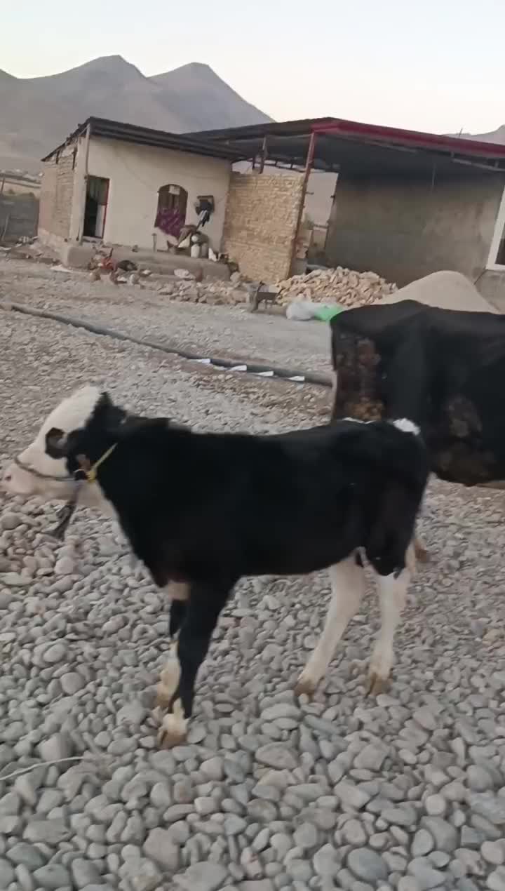 گاو شیری و گوساله سیمنتال|حیوانات مزرعه|خرم‌آباد, |دیوار