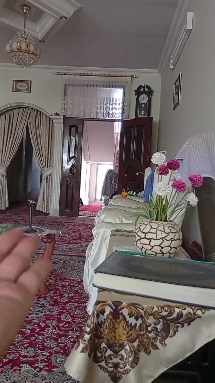 طوطی خورشیدی نر|پرنده|مشهد, استاد یوسفی (شهرک غرب)|دیوار