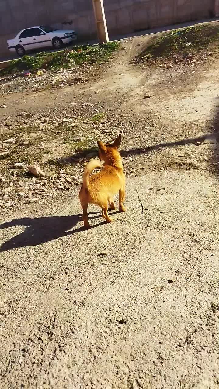 سگ پاکوتاه|سگ|گرگان, |دیوار