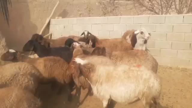 میش افشاری ابستن روی مایه|حیوانات مزرعه|گلپایگان, |دیوار