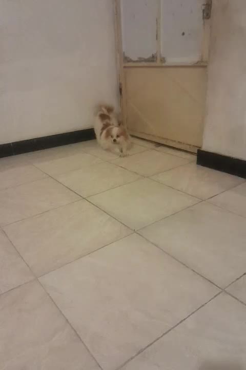 فقط مشتری واقعی|سگ|ایذه, |دیوار