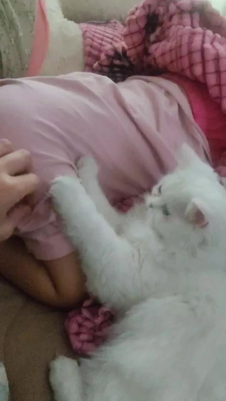 گربه|گربه|قم, حاج زینل|دیوار