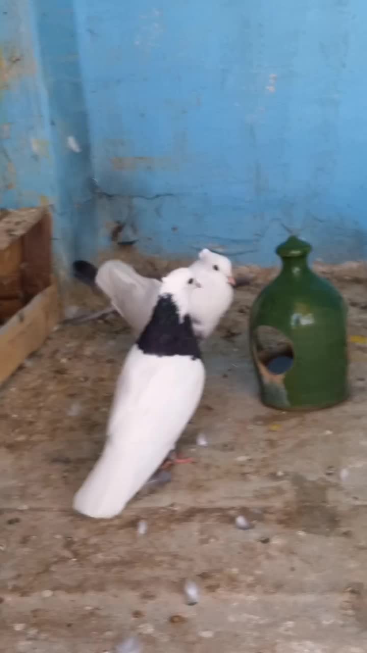 طوقی ماده و دوتا نر|پرنده|اندیمشک, |دیوار