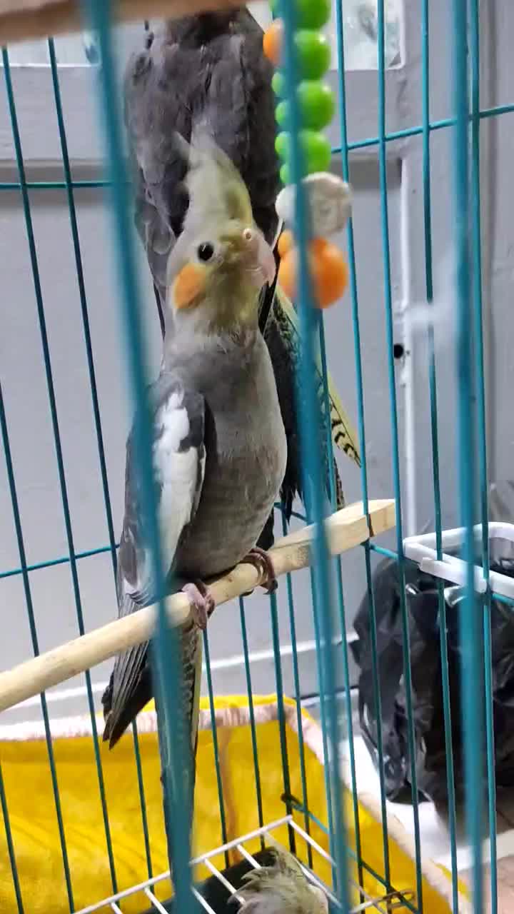 جوجه عروس هلندی دو ماهه|پرنده|خرمشهر, |دیوار