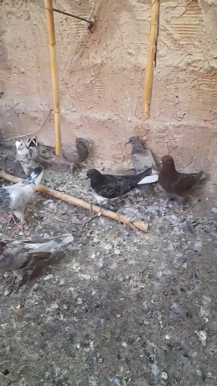 کبوتر|پرنده|چهاردانگه (تهران), |دیوار