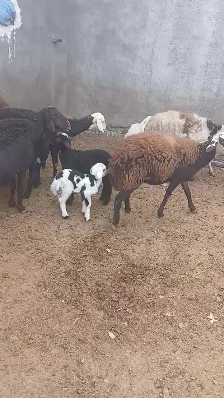 میش وبره|حیوانات مزرعه|بروجرد, |دیوار