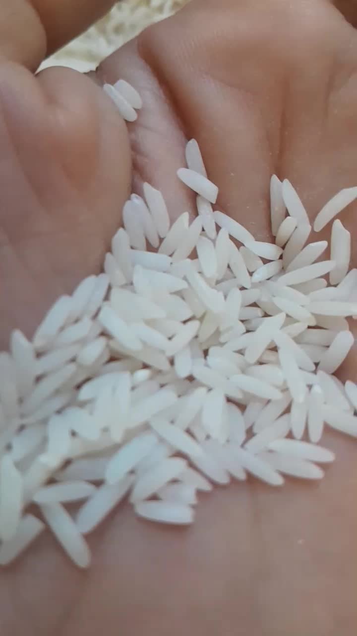 برنج طارم هاشمی محلی خوش عطر وپخت|خوردنی و آشامیدنی|قائم‌شهر, |دیوار