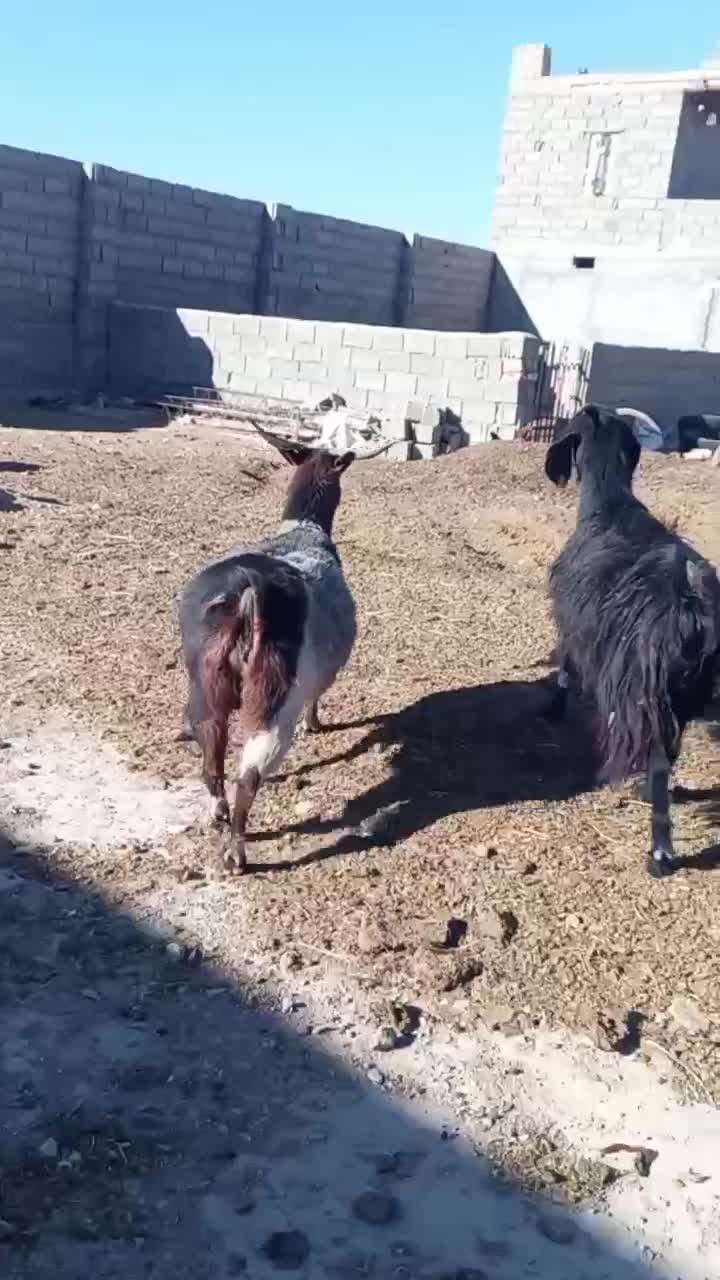 بزجوان|حیوانات مزرعه|شاهرود, |دیوار