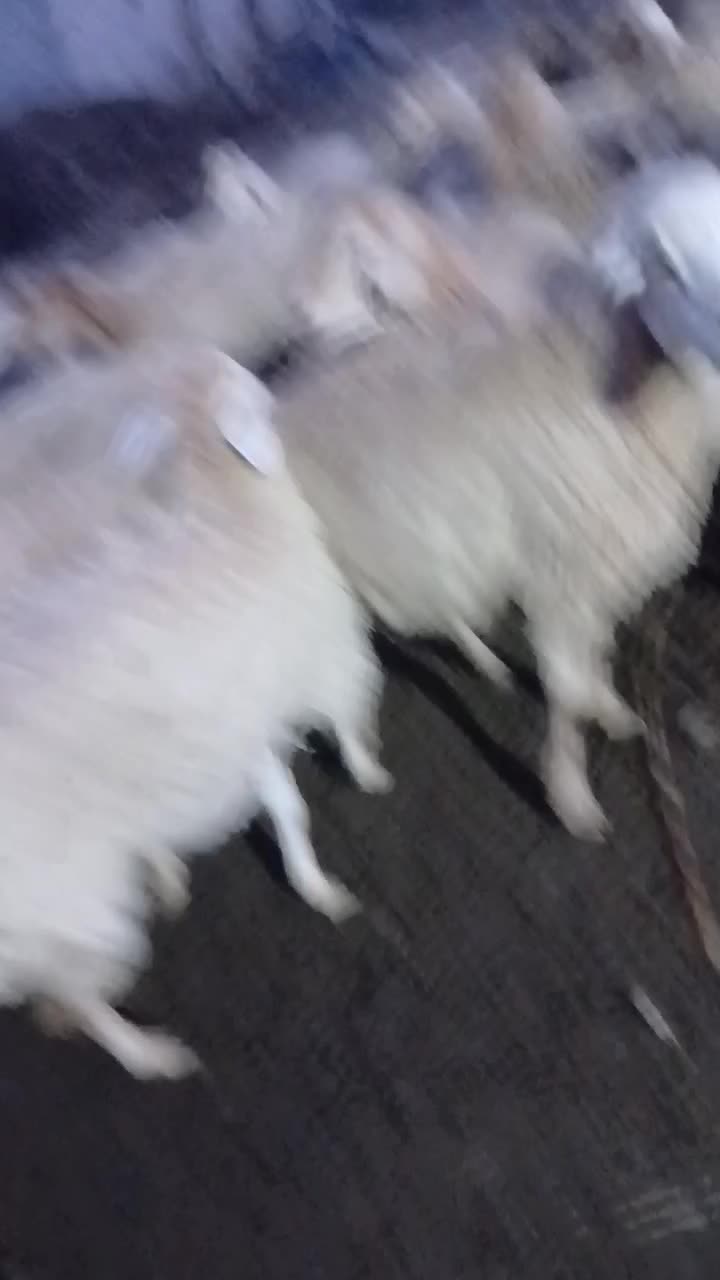 فروش گوسفند|حیوانات مزرعه|مشگین شهر, |دیوار