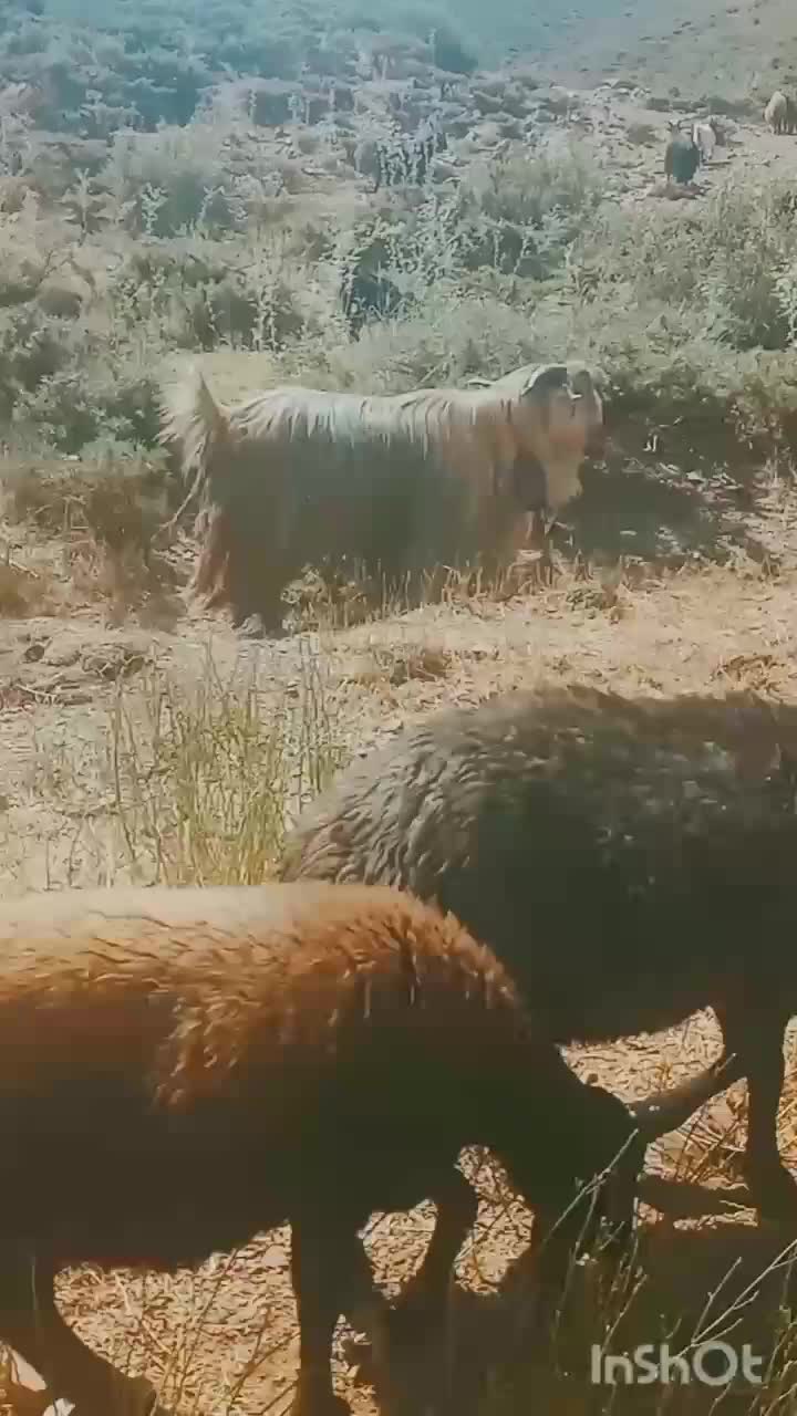 دوبرشهرکردی ۳سال اصیلو جنسدار|حیوانات مزرعه|فریدونشهر, |دیوار