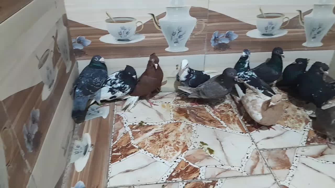 کبوتر|پرنده|کارون, |دیوار