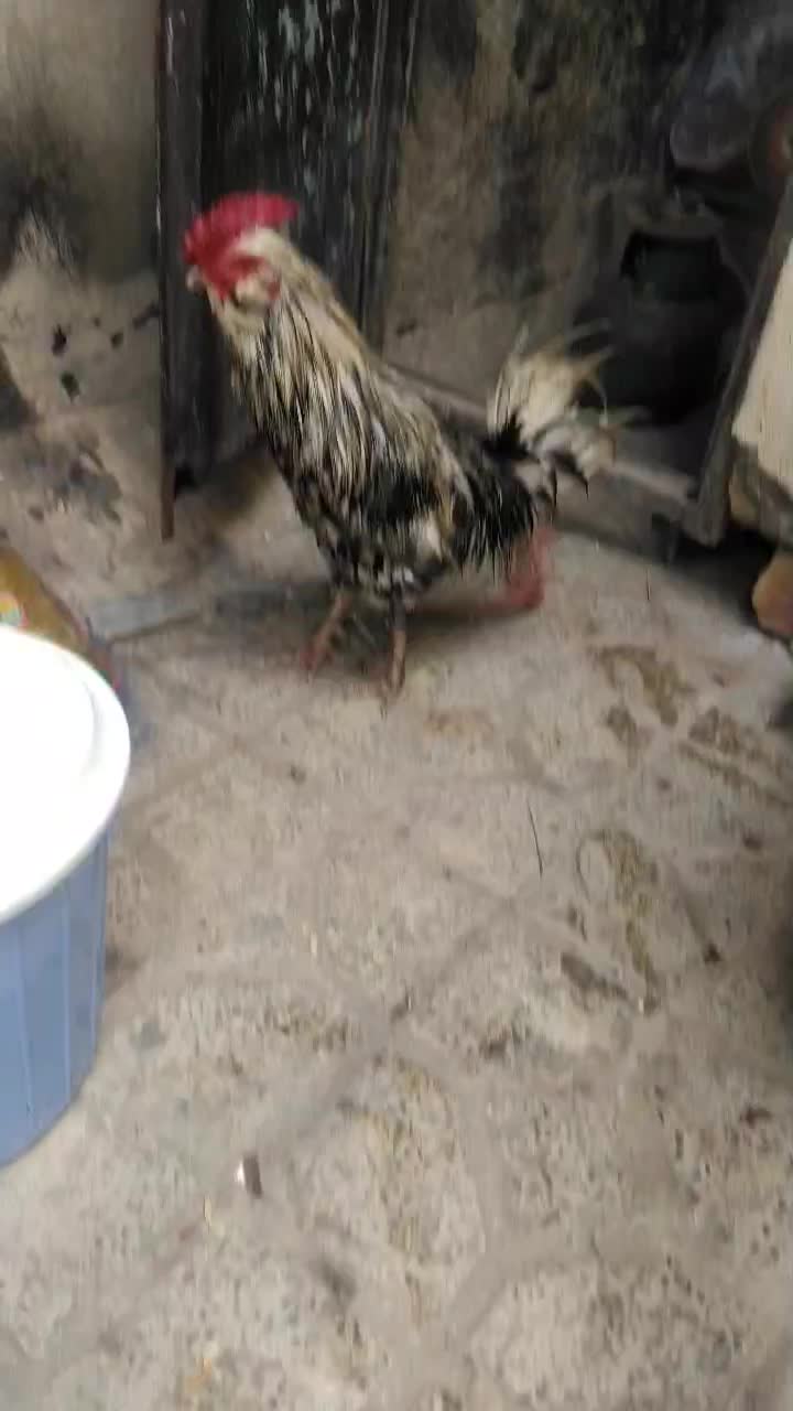 خروس گلین|حیوانات مزرعه|محمدیه-قزوین, |دیوار