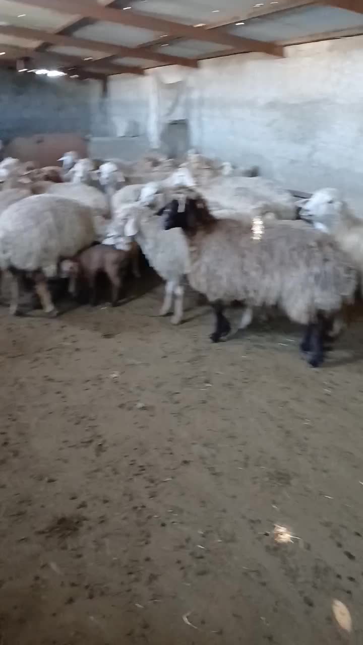 گوسفند|حیوانات مزرعه|قشلاق دشت, |دیوار