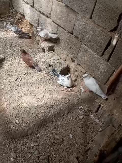 کفترپرشی|پرنده|حاجی آباد, |دیوار