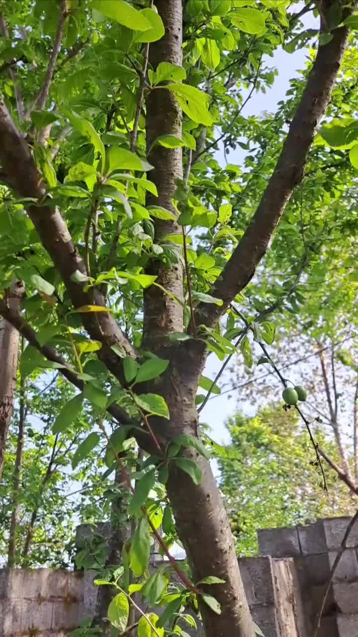 زمین مسکونی به متراژ۱۰۰متر .|فروش زمین و ملک کلنگی|رشت, کوی یخ|دیوار