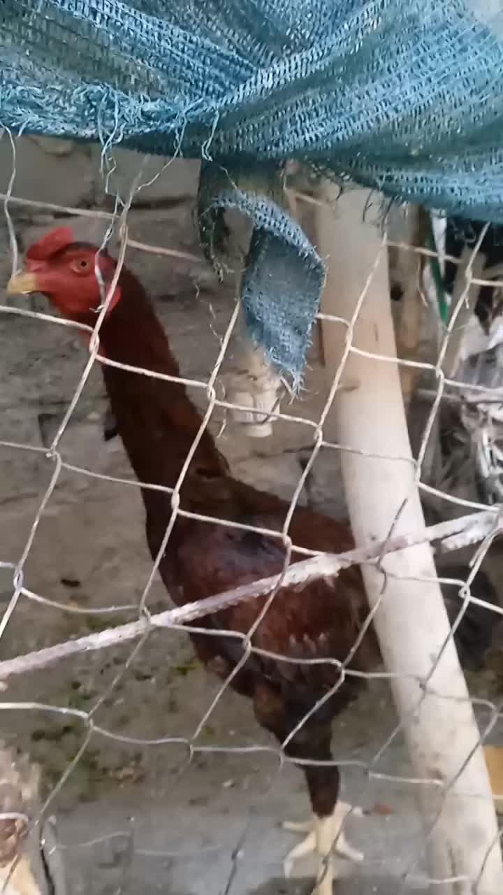 خروس لاری و مرغ شاخدار|حیوانات مزرعه|میناب, |دیوار