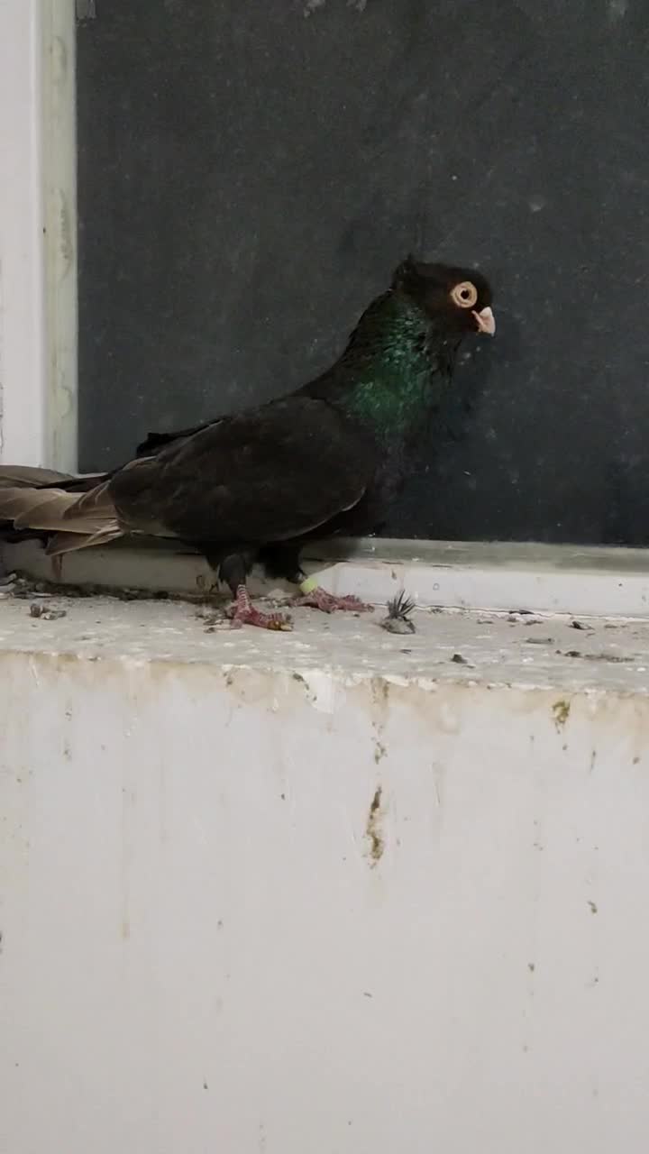 صرب|پرنده|مبارکه, |دیوار