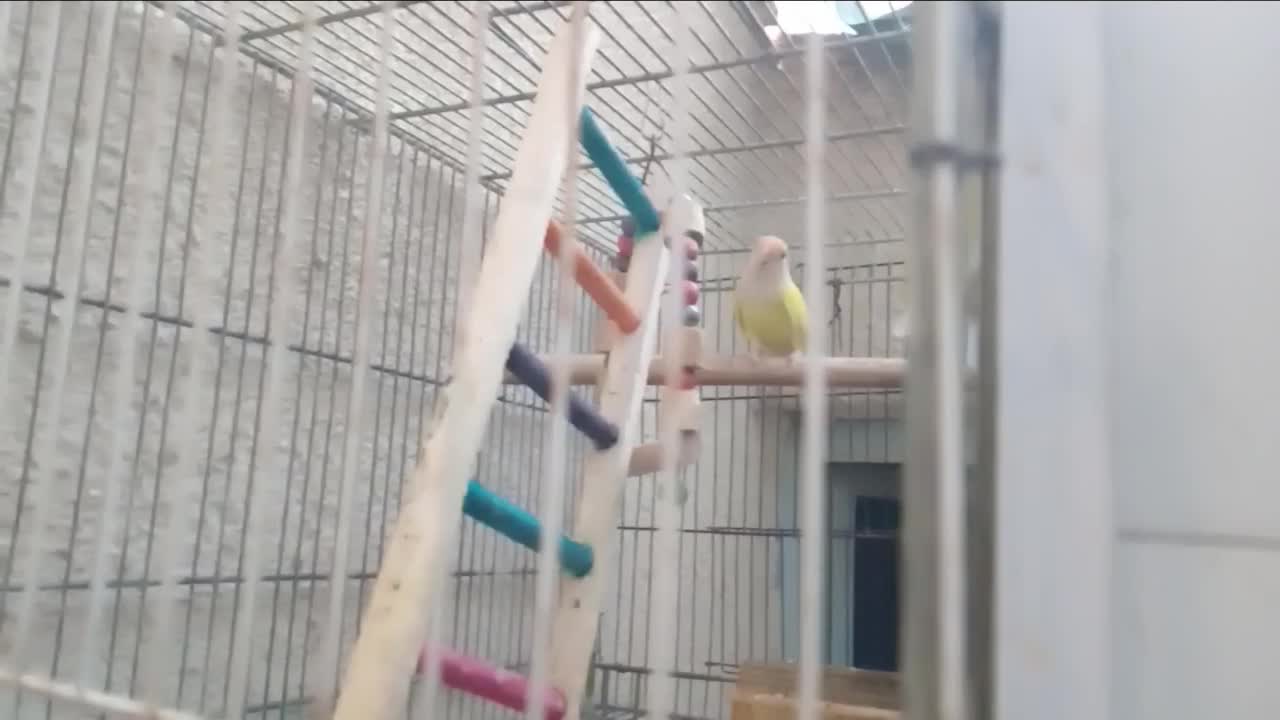 کوتوله|پرنده|سراوان, |دیوار