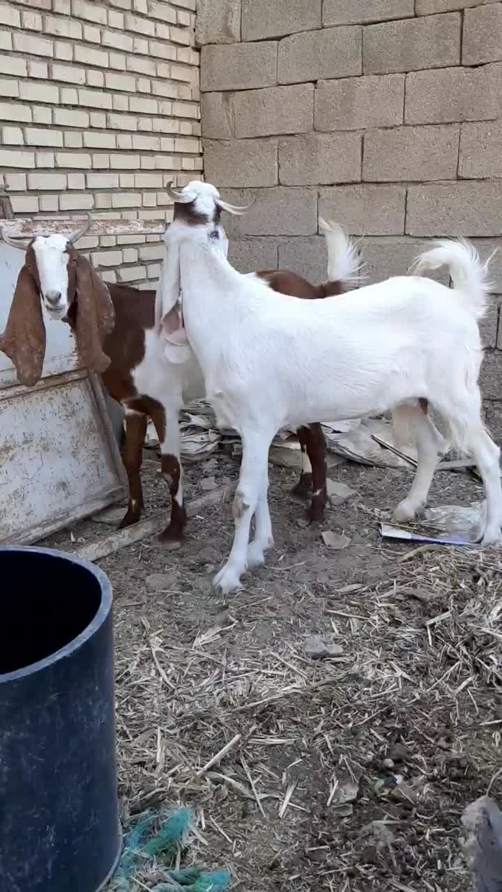 بز گلابی|حیوانات مزرعه|هندیجان, |دیوار