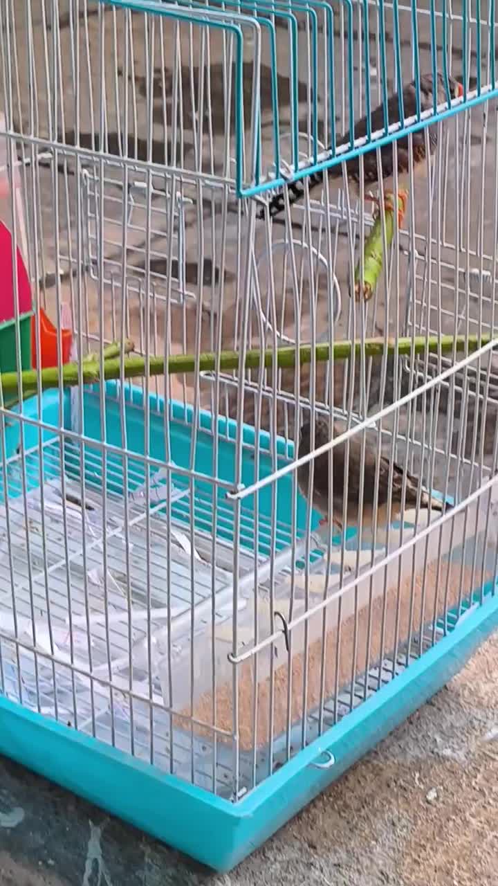 فنچ مولد|پرنده|گیلان غرب, |دیوار