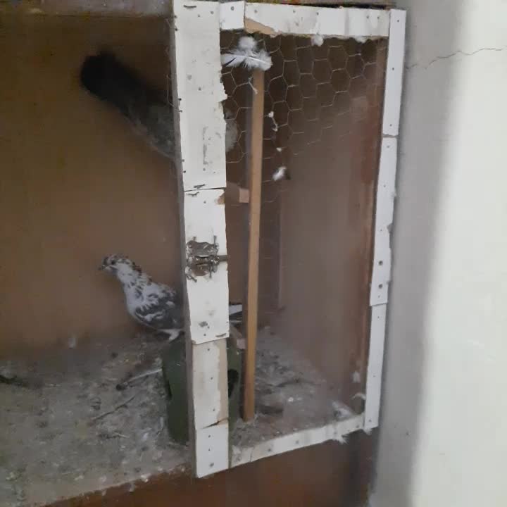 قفس کبوتر با نی بند|لوازم جانبی حیوانات|رودهن, |دیوار