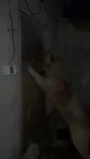 سگ سرابی|سگ|شهر ری, سرتخت|دیوار