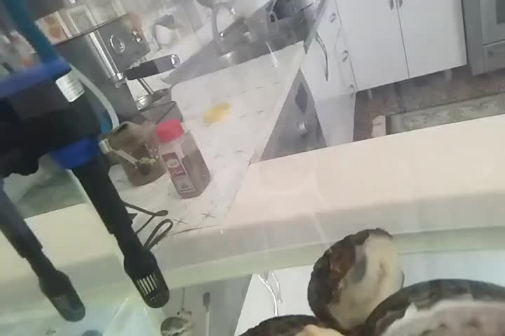 ماهی گوپی وارداتی|ماهی|شیراز, ماه فیروزان|دیوار