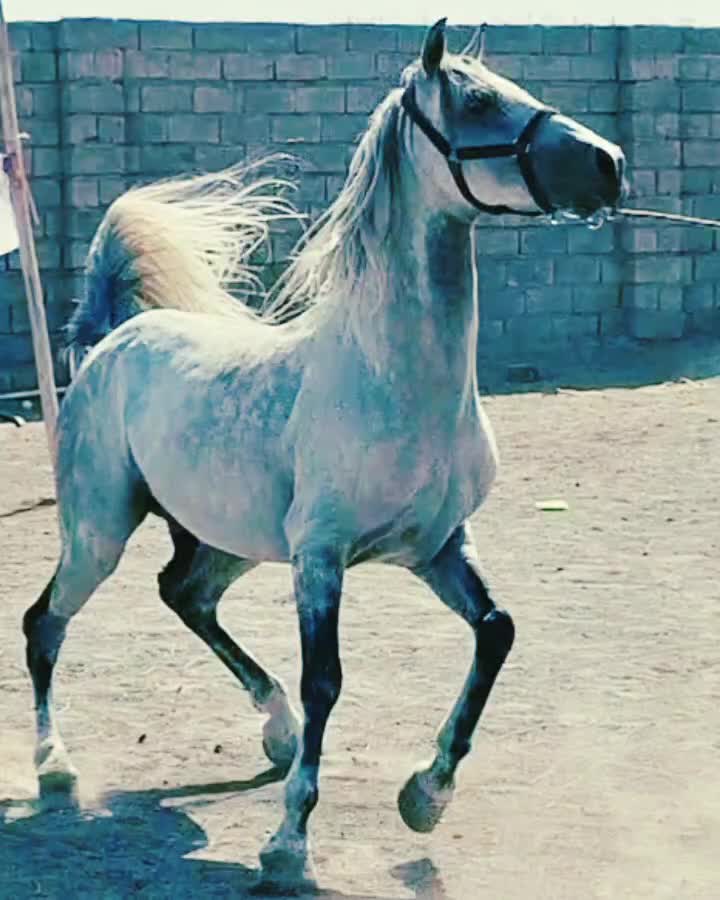 پانسیون و خدمات نگهداری اسب|اسب و تجهیزات اسبسواری|رفسنجان, |دیوار