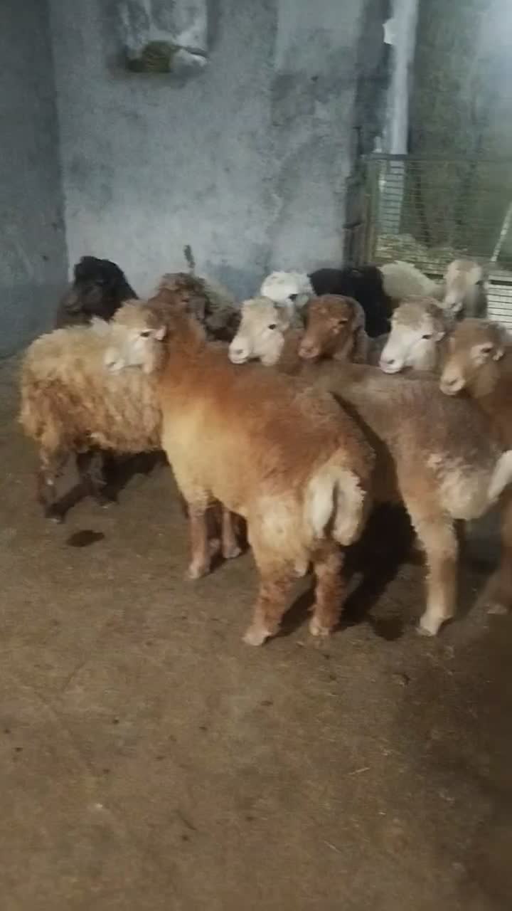 بره نرر پروار و کشتاری مفت|حیوانات مزرعه|بجنورد, |دیوار