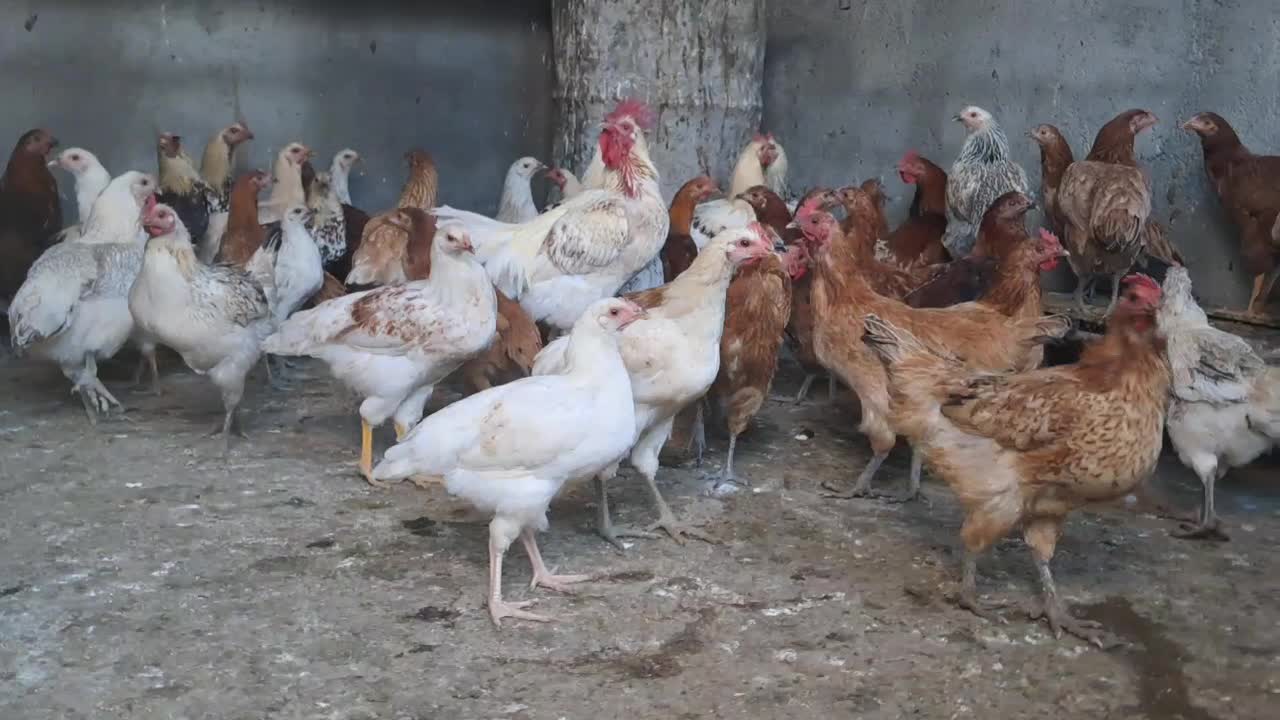 مرغ و خروس محلی|حیوانات مزرعه|بانه, |دیوار