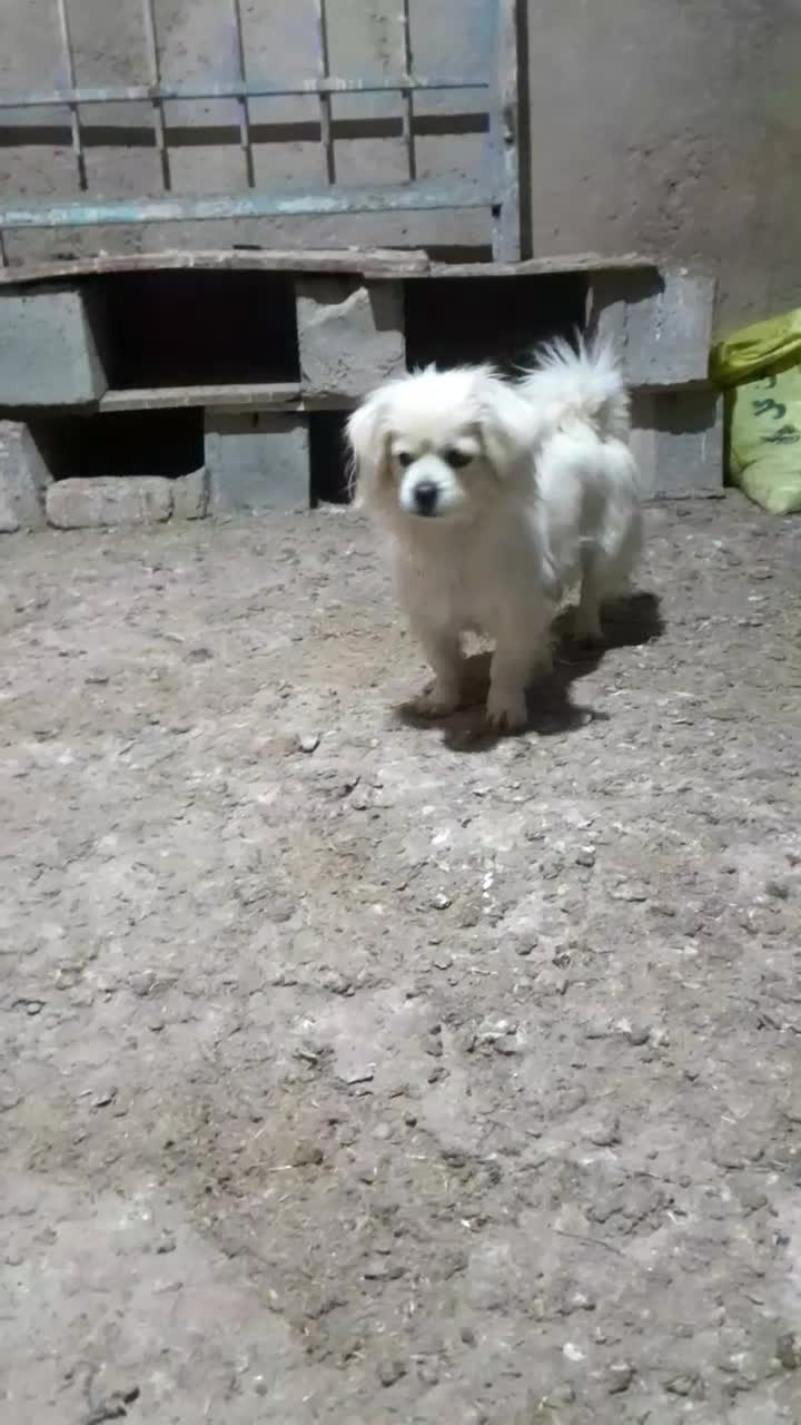 پاکوتا|سگ|بجنورد, |دیوار