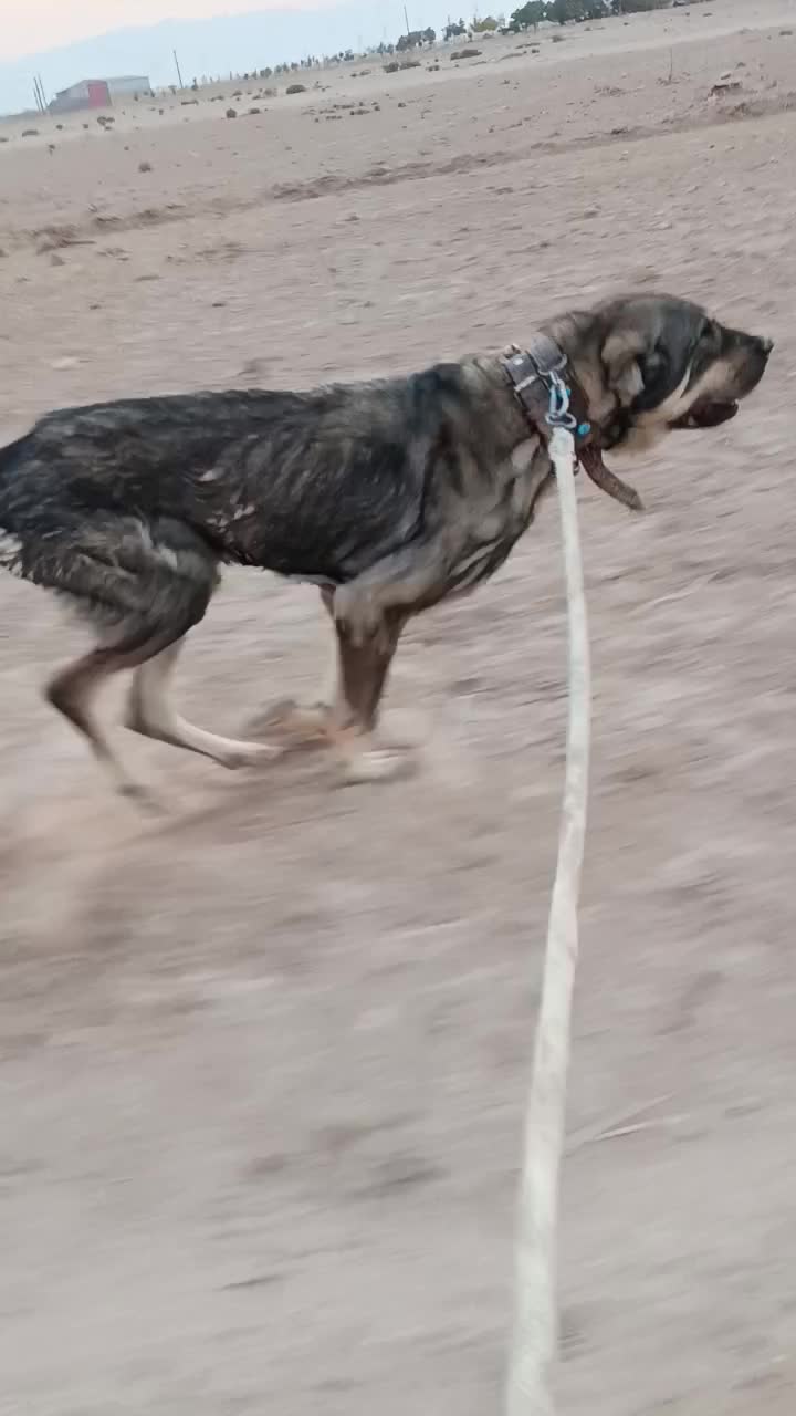 سگ  گمشده|سگ|معصومیه, |دیوار