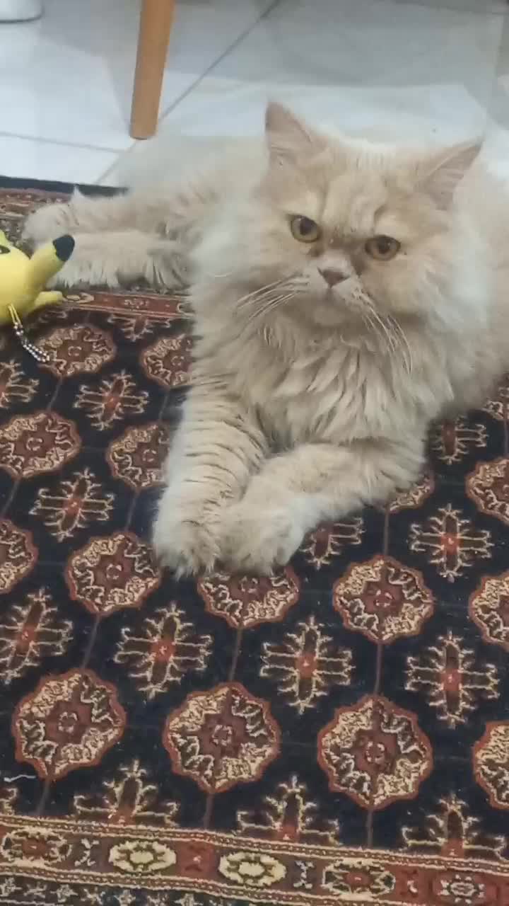 گربه پرشین|گربه|فردیس, قریشی|دیوار