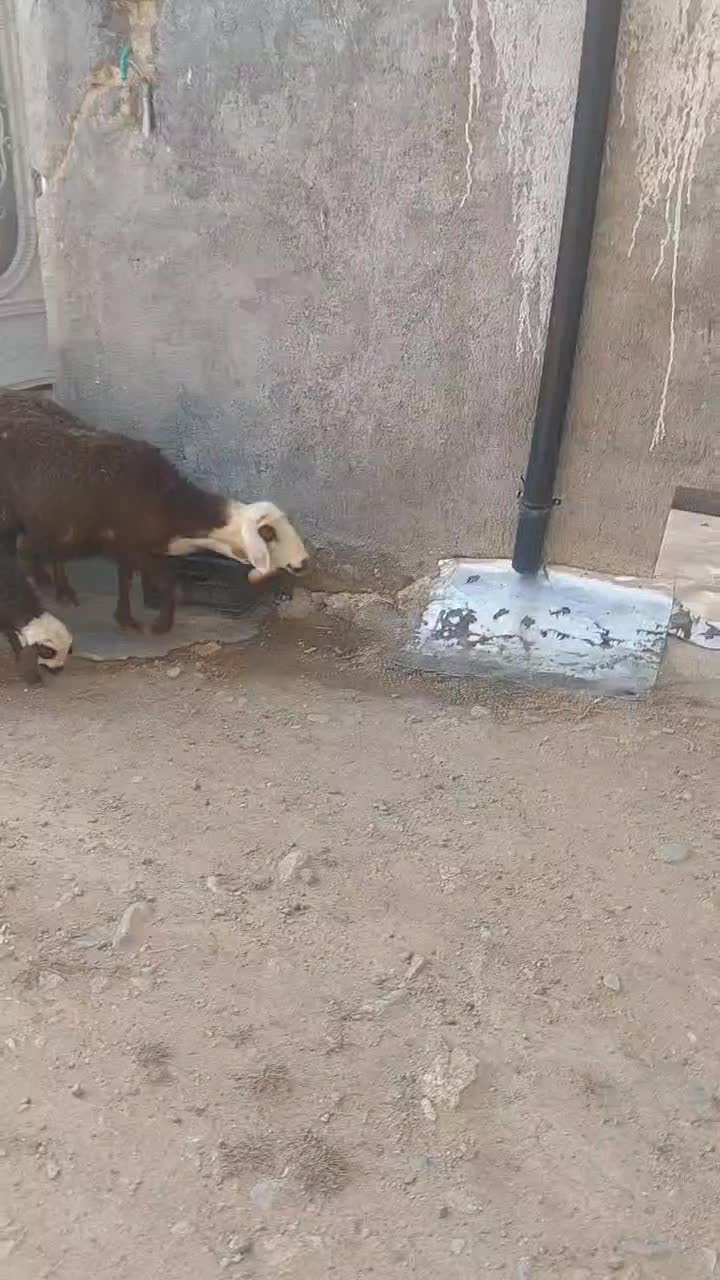 فروش میش بره دار|حیوانات مزرعه|بروجرد, |دیوار