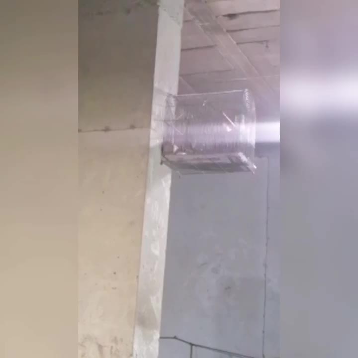 سهره کرمونی جوجه بزرگ شده زیر دهنی|پرنده|شیراز, انجیر|دیوار