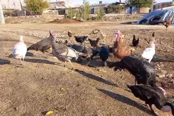 بوقلمون|حیوانات مزرعه|روانسر, |دیوار