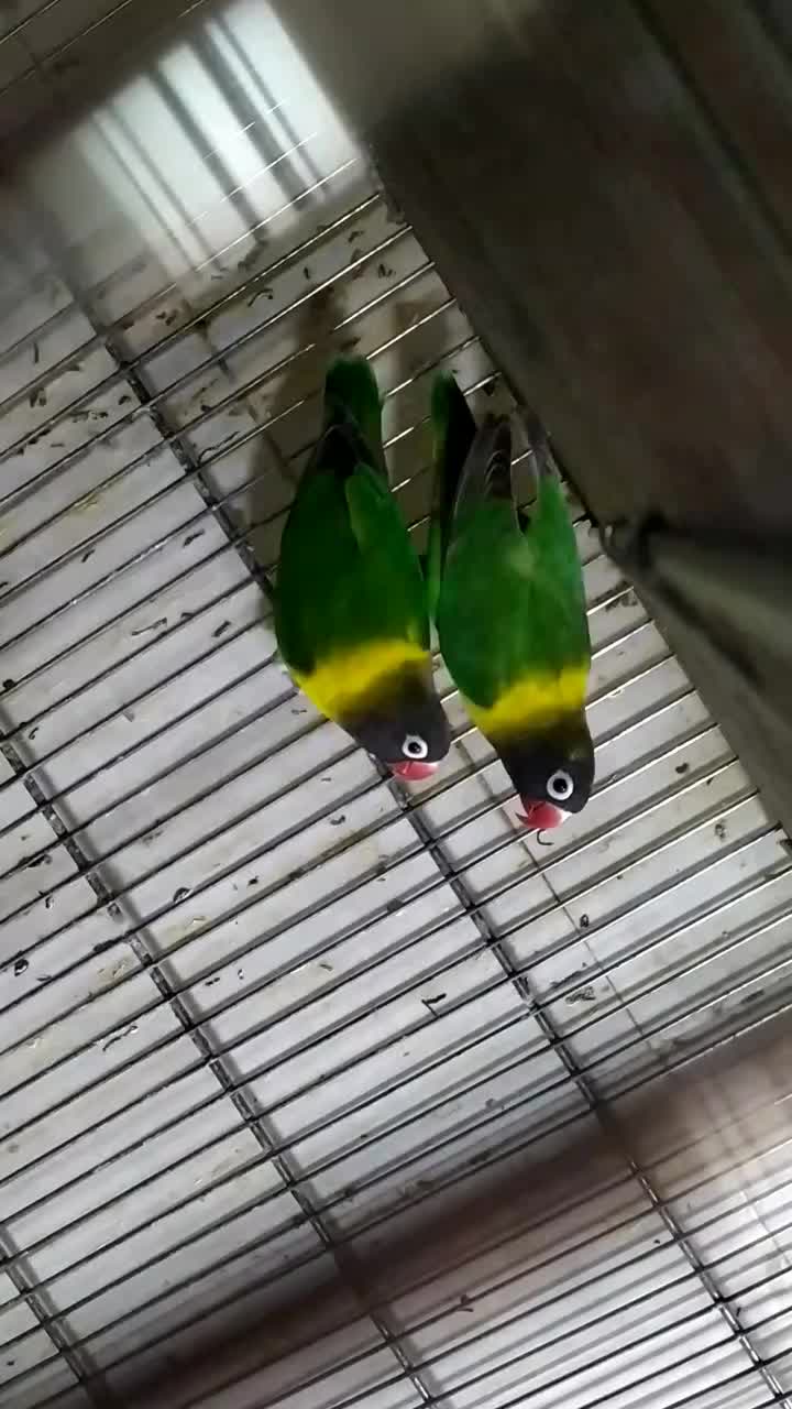 طوطی کوتوله برزیلی یقه زرد نر و ماده|پرنده|دزفول, |دیوار