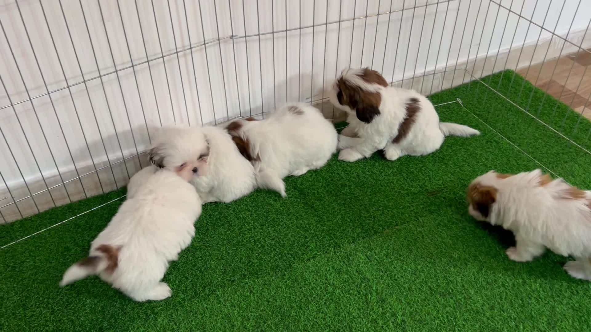 شیتزهای اصیل|سگ|رشت, گلسار|دیوار