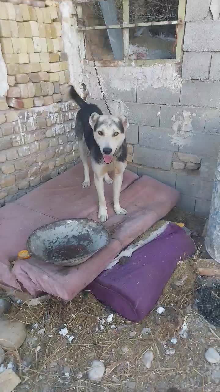 سگ گله|سگ|قزوین, |دیوار