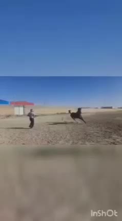 عرب خالص دو سر وارداتی پوزه مصری|اسب و تجهیزات اسب‌سواری|تهران, آرژانتین|دیوار