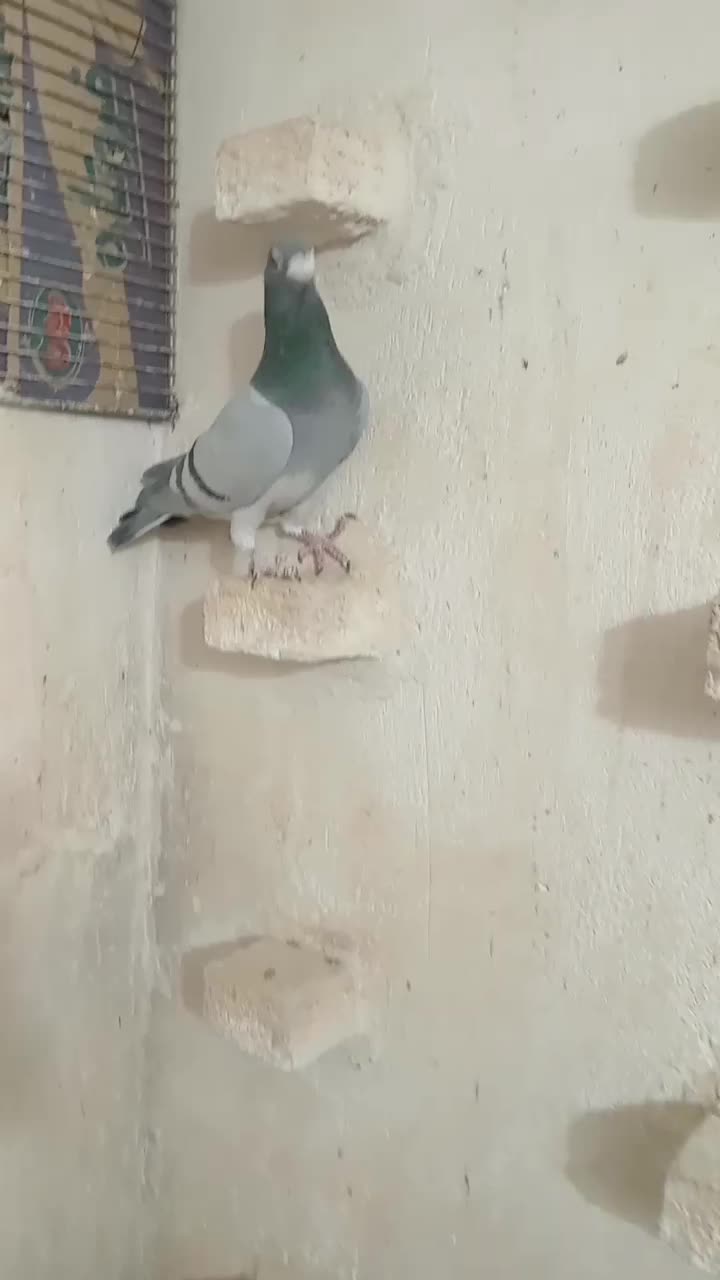 کفتر پلاکی|پرنده|شیراز, سلطان آباد|دیوار