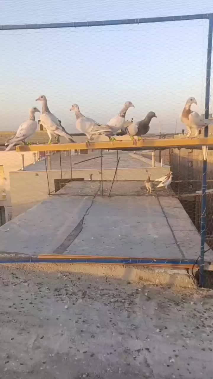 ۷تانر۳تاماده‌جوان|پرنده|قزوین, |دیوار