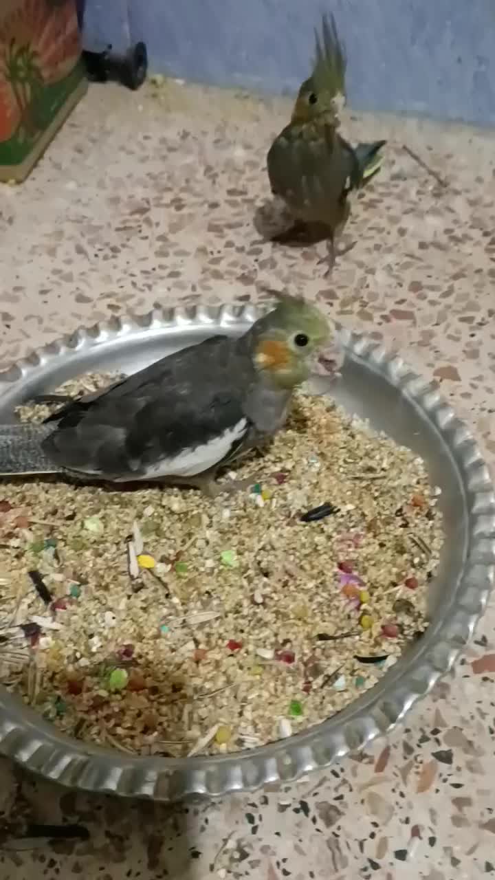 طوطی برزیلی و عروس هلندی|پرنده|برازجان, |دیوار