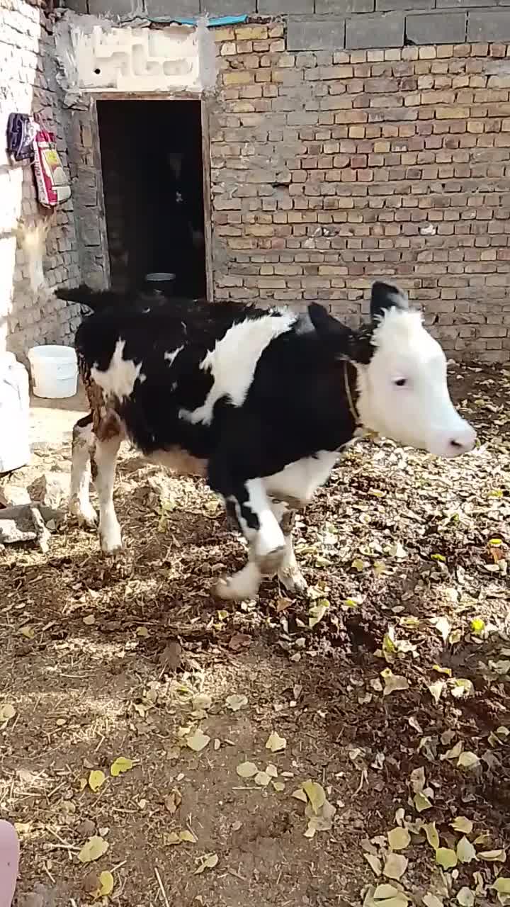 گاو با گوساله ماده|حیوانات مزرعه|قیدار, |دیوار