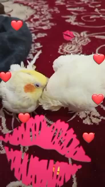 طوطی هلندی|پرنده|بهبهان, |دیوار