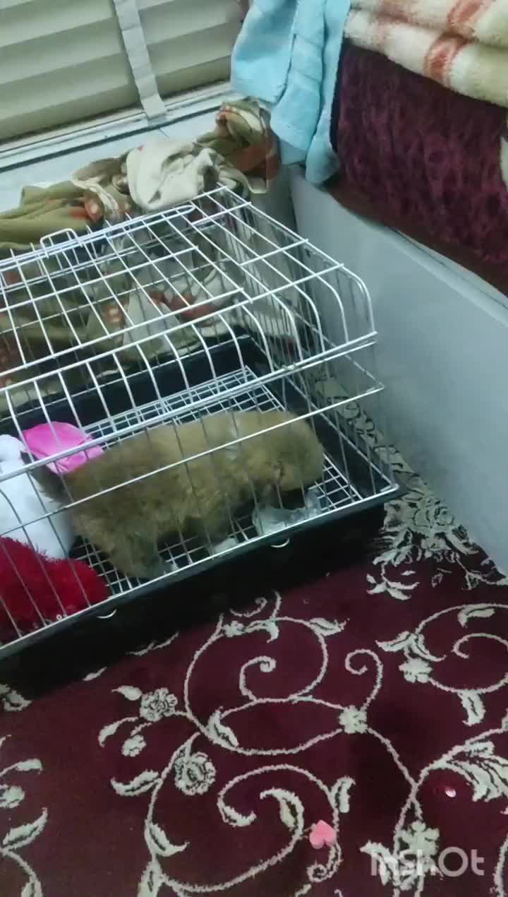 سگ اشپیتز پامر اصل|سگ|شیراز, شهرک والفجر|دیوار