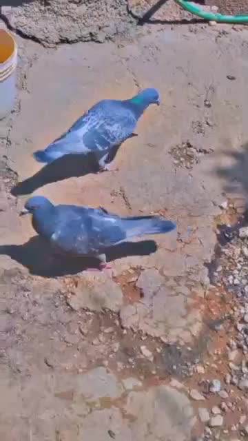 کفتر|پرنده|سپیدان, |دیوار