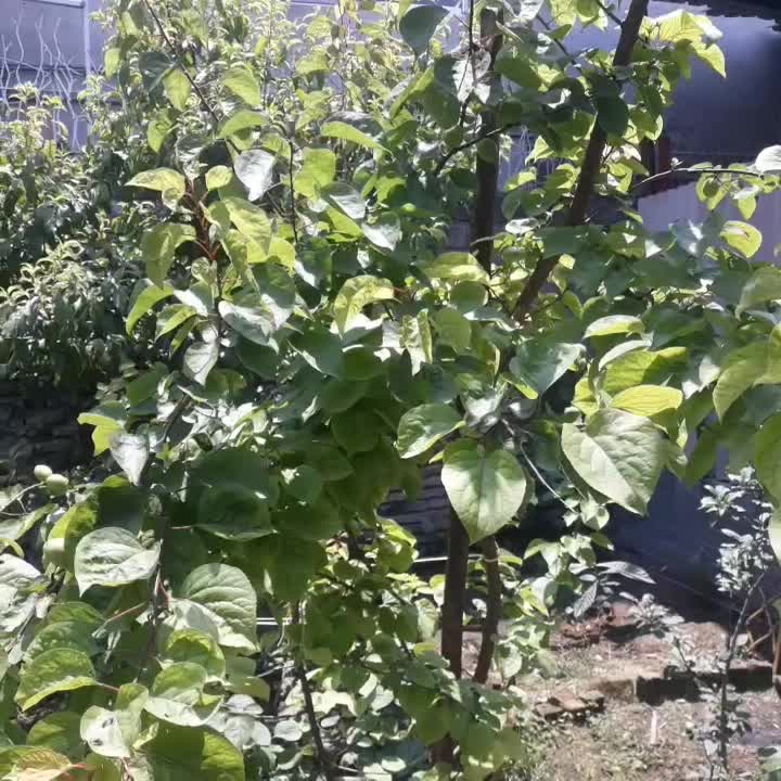 مشاوره کشاورزی/ خدافظی با علف هرز و آفات|گل و گیاه طبیعی|تربت‌حیدریه, میدان مرکزی|دیوار